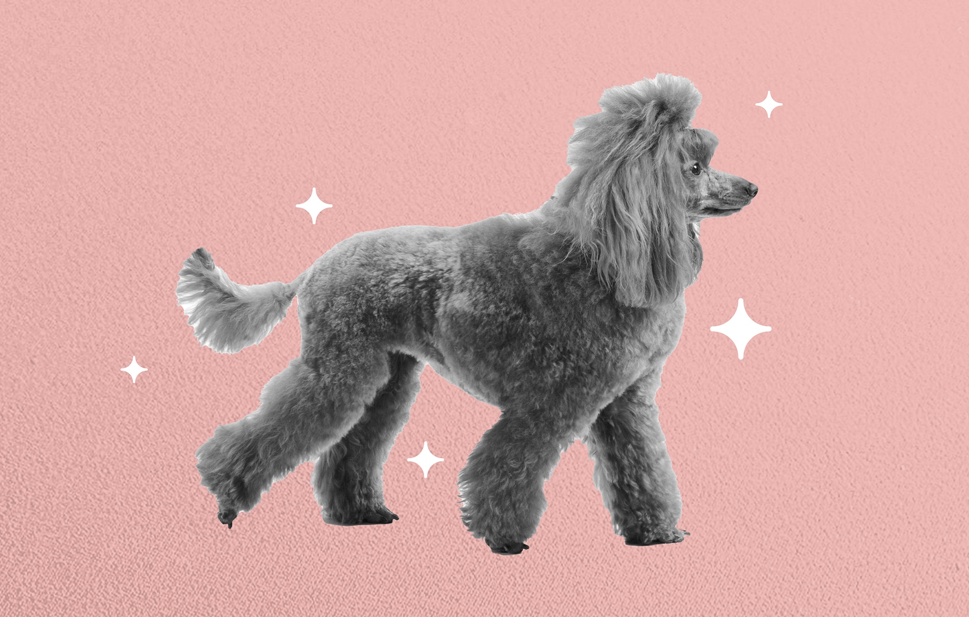 A well-groomed dog with sparkling beauty