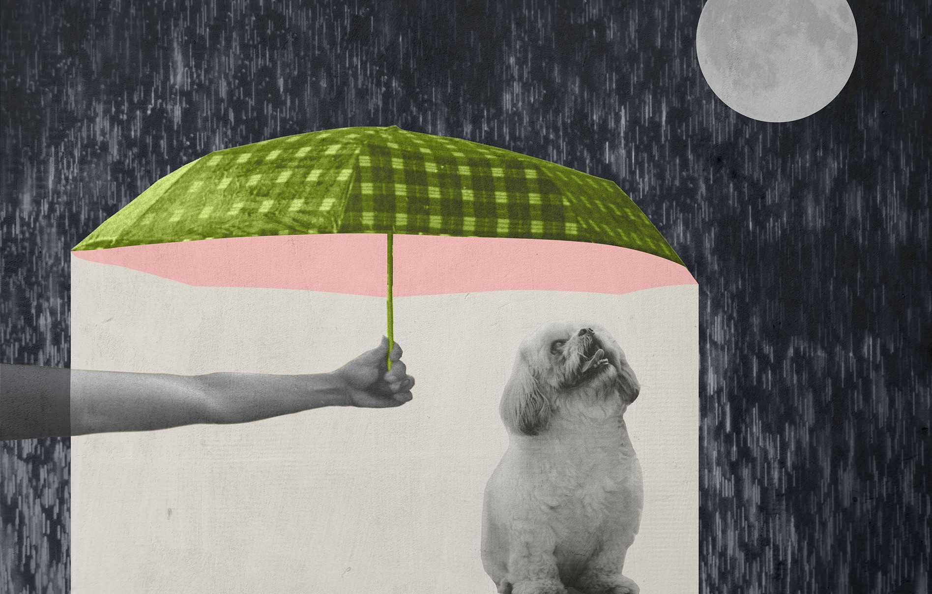 A happy white dog stays dry under an umbrella on a rainy moonlit night.